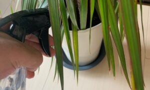 ドラセナ・コンシンネの細長い葉にスプレーで葉水をしている様子