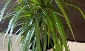 鉢植えで育てているドラセナ・コンシンネの幹と細長い葉が広がる様子