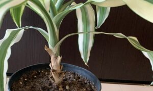 鉢植えで育てているドラセナの葉と幹や株元の状態