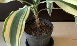 室内で育てている斑入りドラセナの鉢植えと株元の状態