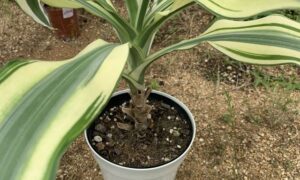 白い鉢で育てているドラセナの葉と株元や土の状態