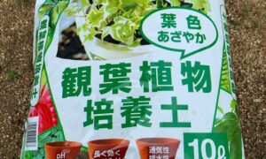 ドラセナの植え替えに使用する観葉植物用培養土