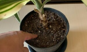 ドラセナの鉢土を指で触って土の乾燥具合を確認している様子