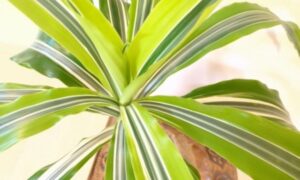 黄緑色と濃緑色の縞模様が入った斑入りドラセナの葉と新芽
