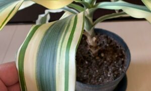 ドラセナの緑色とクリーム色の斑入り葉を近くから確認している様子