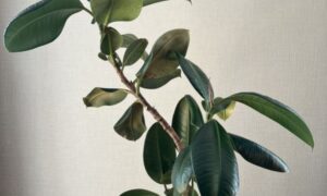 厚く光沢のある濃い緑色の葉を広げる観葉植物のゴムの木