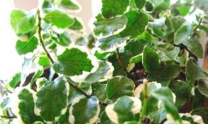 緑と白の斑入り葉を茂らせるフィカス・プミラの鉢植え