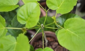 丸みのある大きな緑色の葉を広げる観葉植物フィカス・ウンベラータ