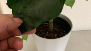 ウンベラータの葉を手で持って葉の状態を確認している様子