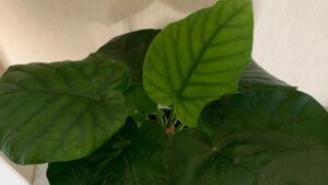 ウンベラータの大きな葉と葉脈の状態を確認している様子
