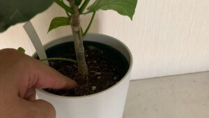 ウンベラータの鉢土を指で触って乾き具合を確認している様子