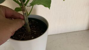 ウンベラータの幹を指で触って状態を確認している様子