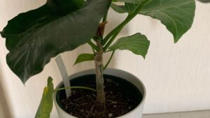 ウンベラータの下葉が黄色くなっている鉢植えの様子