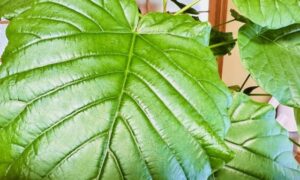大きな緑色の葉とくっきりした葉脈が特徴の観葉植物カシワバゴム