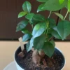 室内で育てている鉢植えのガジュマル。太い幹から緑色の葉が茂っている様子
