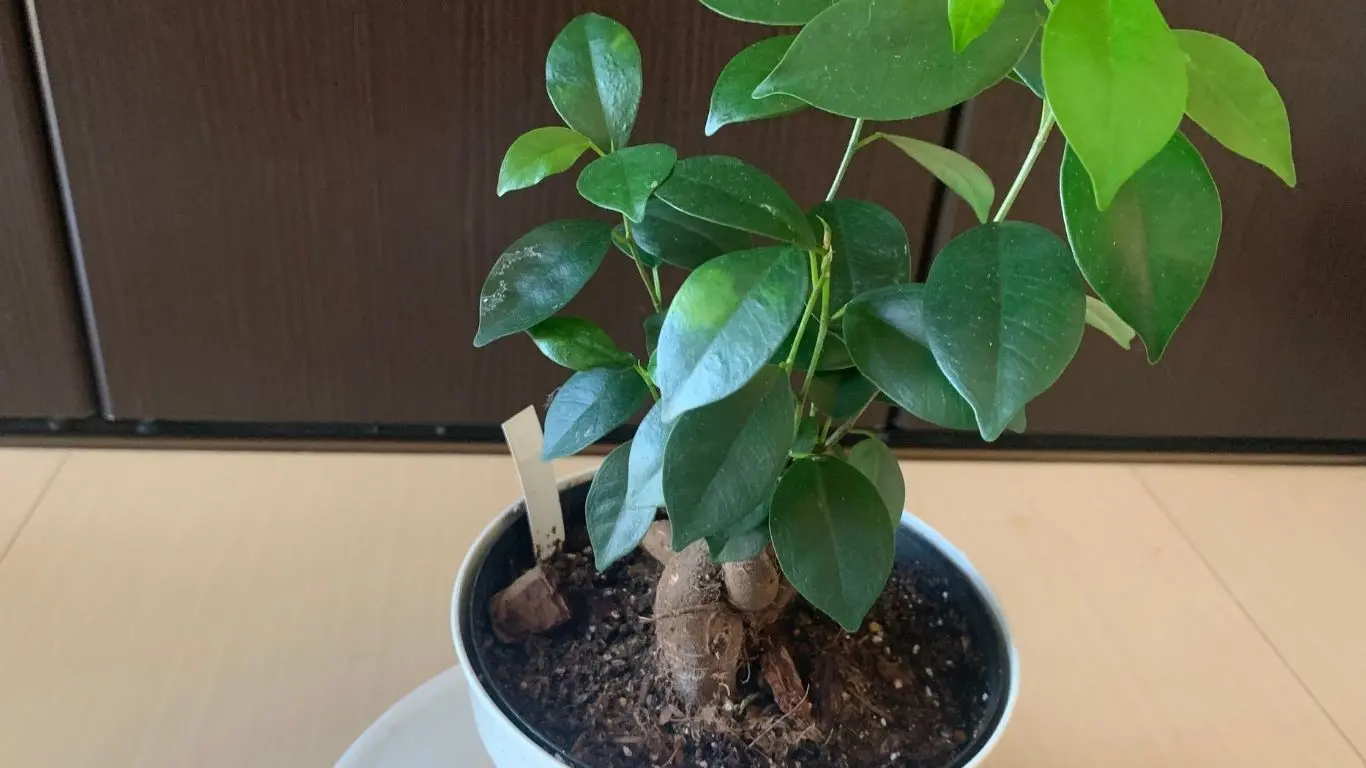 室内で育てている鉢植えのガジュマル。太い幹から緑色の葉が茂っている様子