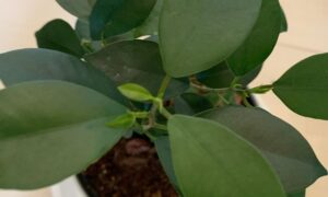 ガジュマルの緑の葉と新しく伸びている若い葉の様子