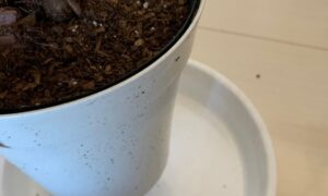 ガジュマルを植えた鉢と受け皿、鉢土の状態を確認している様子