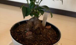 太い株元と緑の葉が特徴的な鉢植えのガジュマル