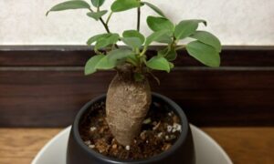 太い幹と緑色の葉が特徴的な鉢植えのガジュマル