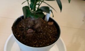 太い株元と緑の葉が育っている鉢植えのガジュマル
