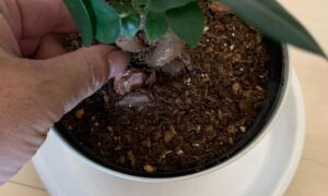 ガジュマルの株元を指で触って硬さや状態を確認している様子