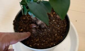 ガジュマルの鉢土を指で触って乾き具合を確認している様子