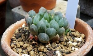 鉢植えで育つ透明感のある肉厚な葉を持つハオルチア系の多肉植物