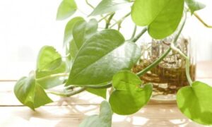 ハート形の葉を持つつる性観葉植物の茎と水中に伸びた根の様子