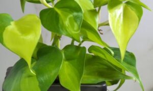 ハート形のつやのある緑色の葉が茂る観葉植物の様子