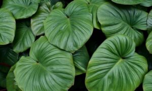 大きなハート形の濃い緑色の葉を広げるホマロメナ
