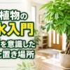 パキラと金のなる木を使った観葉植物の風水と金運を意識した種類・置き場所のアイキャッチ画像