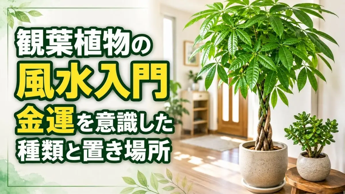 パキラと金のなる木を使った観葉植物の風水と金運を意識した種類・置き場所のアイキャッチ画像
