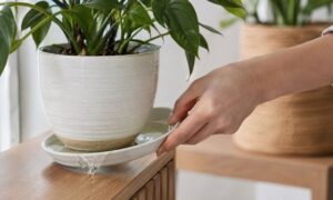 観葉植物の水やり後に受け皿へたまった余分な水を捨てている様子