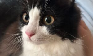 観葉植物を置く家庭で注意したい室内の白黒の猫