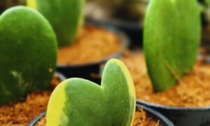 黄色い斑が入ったハート形の肉厚な葉を持つホヤ・カーリーの鉢植え