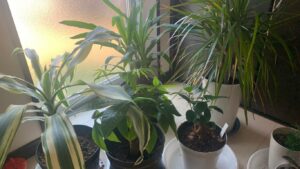 窓辺でパキラやドラセナ、ガジュマルなど複数の観葉植物を育てている様子
