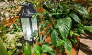 ライトの周囲にさまざまな観葉植物を並べた室内ディスプレイ