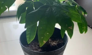 室内で育てている鉢植えパキラの葉と樹形の状態