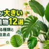 モンステラやオーガスタなど葉っぱが大きい観葉植物12選と育て方の注意点を紹介するアイキャッチ画像