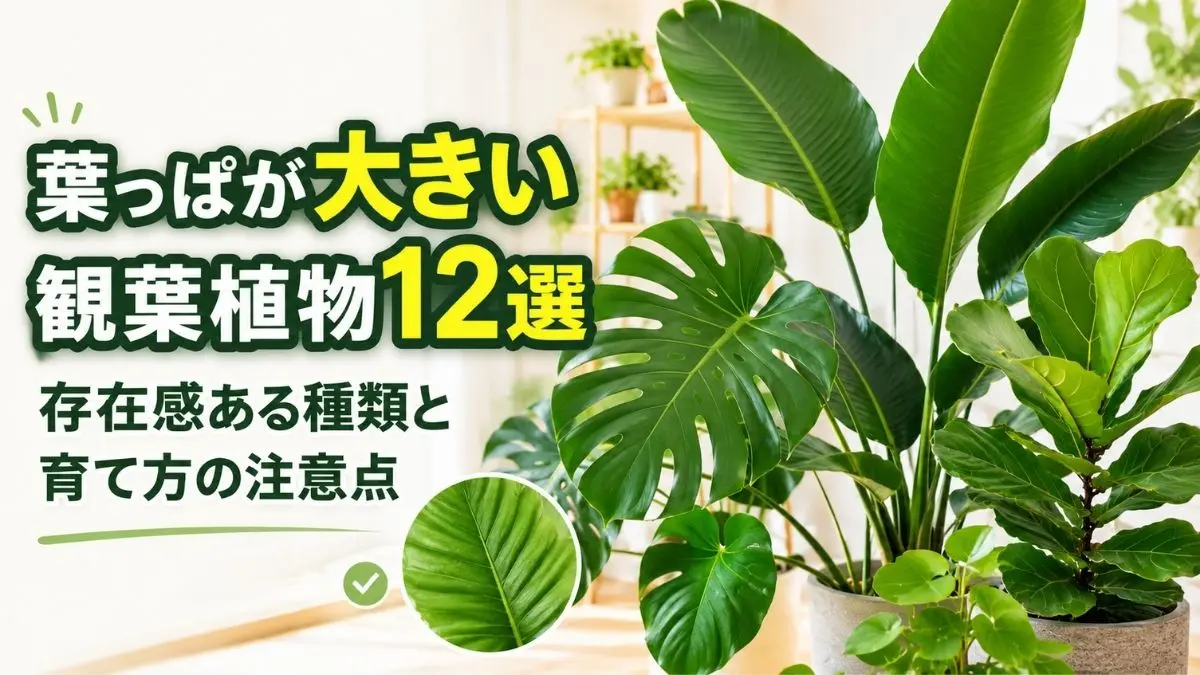モンステラやオーガスタなど葉っぱが大きい観葉植物12選と育て方の注意点を紹介するアイキャッチ画像