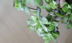 肉厚で丸い緑色の葉が茂る金のなる木(クラッスラ・オバタ)