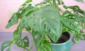穴のある特徴的な緑の葉を広げる鉢植えのマドカズラ(モンステラ・アダンソニー)