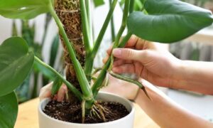 モンステラの株元から伸びた気根を手で確認している様子