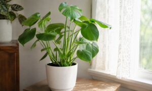 レースカーテン越しの明るい窓辺で育てている鉢植えのモンステラ