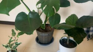 室内で育てているモンステラと複数の観葉植物