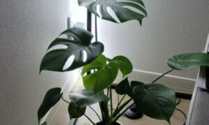 室内の壁際で大きな切れ込み葉を広げて育つモンステラ
