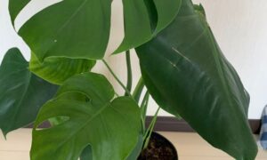 鉢植えのモンステラに広がる大きな緑色の葉と切れ込みのある葉