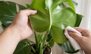 モンステラの葉を手で支えながらやわらかい布で拭いている様子
