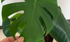 手で確認しているモンステラの大きな葉と特徴的な切れ込みや穴